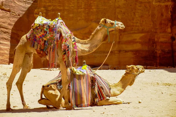 Par Camellos Petra Jordania —  Fotos de Stock