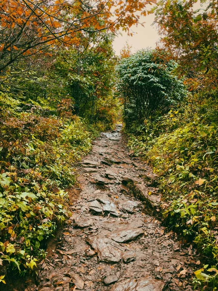 Der Weg Park Zwischen Den Bäumen Einem Regnerischen Tag Craggy — Stockfoto