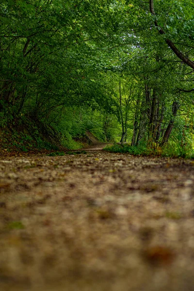 Plan Vertical Sol Dans Une Forêt Avec Verdure Arrière Plan — Photo