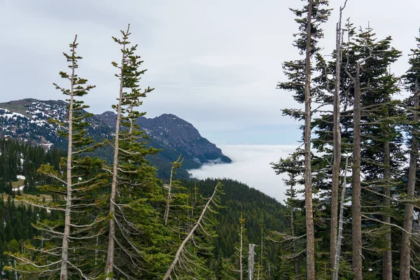 Bela Vista Floresta Pinheiros Com Montanhas Olympic National Park Eua — Fotografia de Stock