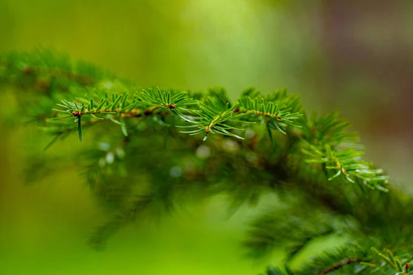 Een Close Shot Van Groene Planten Groeien Tuin — Stockfoto