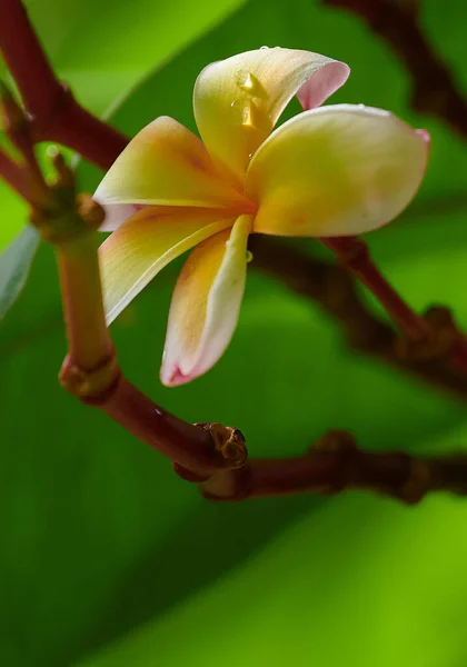 Eine Vertikale Aufnahme Der Wachsenden Plumeria Blume — Stockfoto