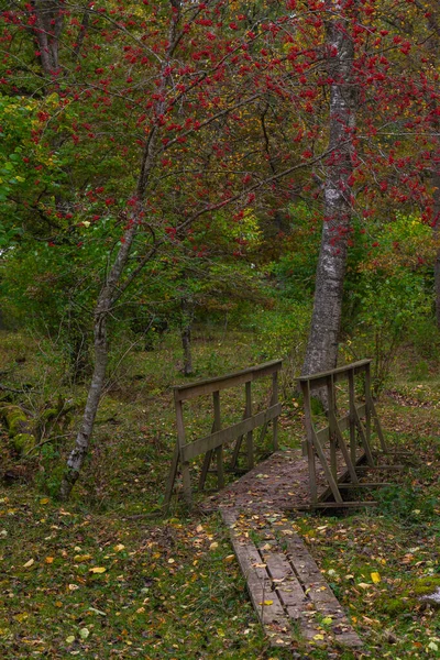 Gün Boyunca Bir Ormanda Kırmızı Böğürtlen Ağacının Dikey Görüntüsü — Stok fotoğraf