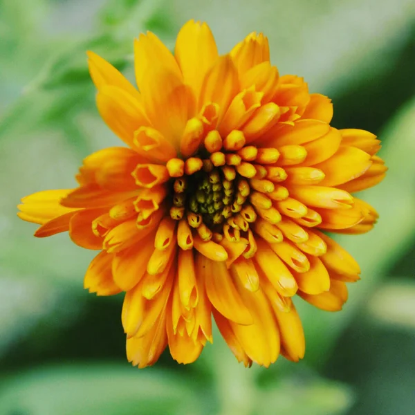 Primer Plano Una Flor Amarilla Jardín Sobre Fondo Borroso —  Fotos de Stock