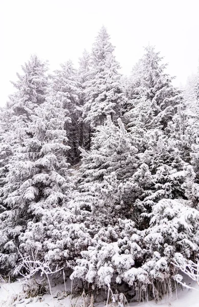 Ein Kühler Blick Auf Einen Verschneiten Wald Nach Einem Schneesturm — Stockfoto