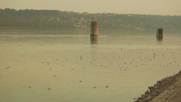 Natursköna Bilder Måsar Som Flyter Stranden — Stockvideo