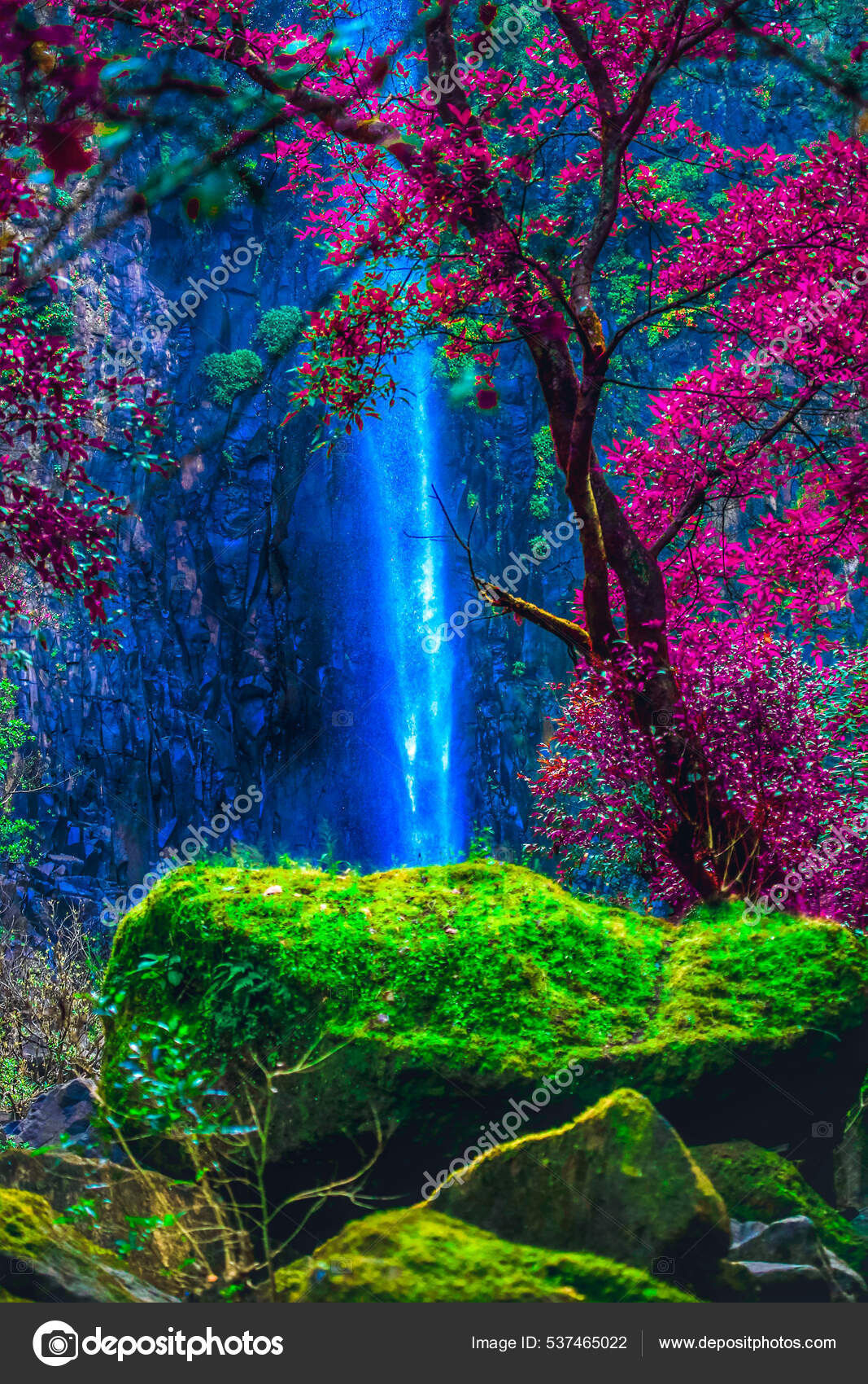 Vertical Shot Beautiful Landscape Rocks Covered Moss Blossomed Trees ...