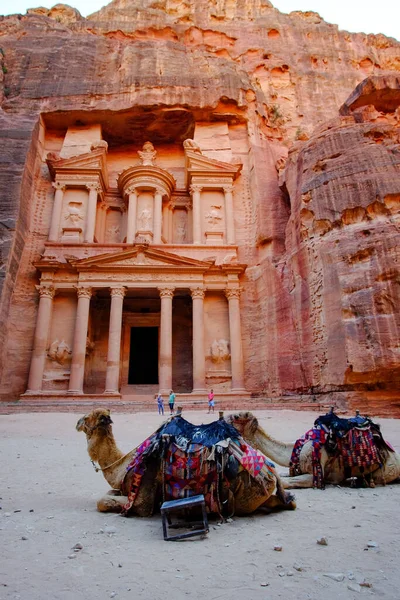 Tiro Vertical Camelos Descansando Frente Khazneh Petra Wadi Jordânia — Fotografia de Stock