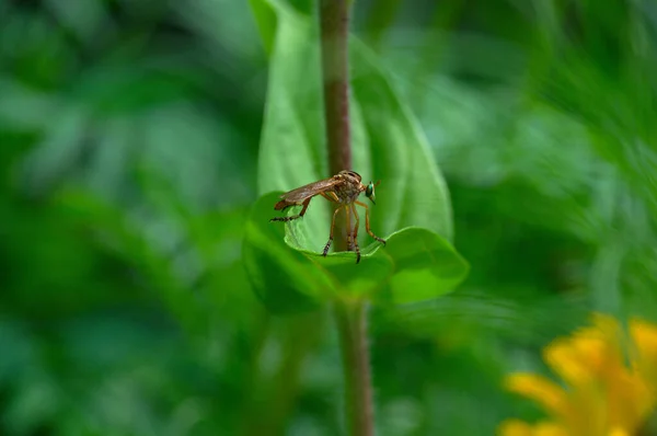 Insekts Selektiva Fokus Ett Grönt Växtlöv Gurkan — Stockfoto