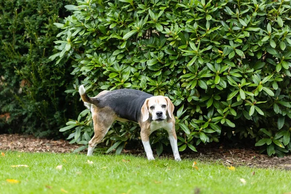 Close Shot Amazing Beagle Dog Peeing Green Garden — Foto Stock