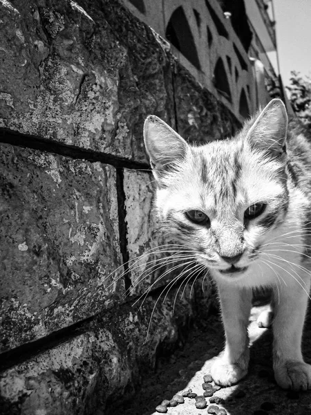 Fechamento Escala Cinza Vertical Gatinho Contra Uma Parede — Fotografia de Stock