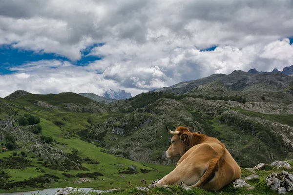 Uma Vaca Deitada Colina Rochosa Perto Lagos Covadonga Espanha Sob — Fotografia de Stock