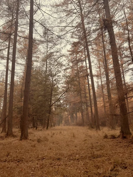 Cenário Tirar Fôlego Vertical Uma Paisagem Floresta Outono — Fotografia de Stock