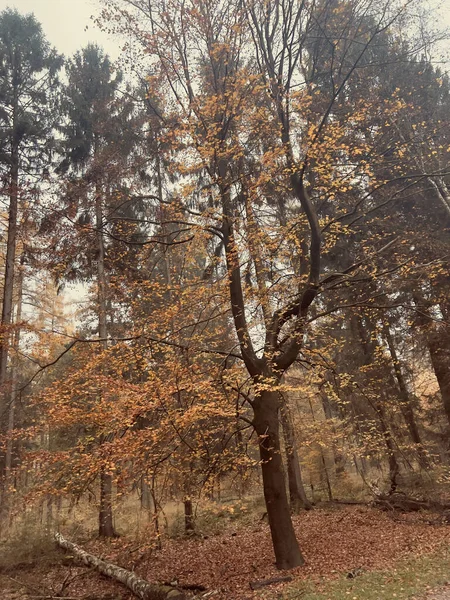 Вертикальный Низкоугольный Вид Высоких Деревьев Осенью — стоковое фото