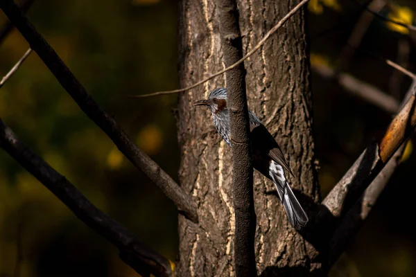 Bulbul Appollaiato Ramo — Foto Stock