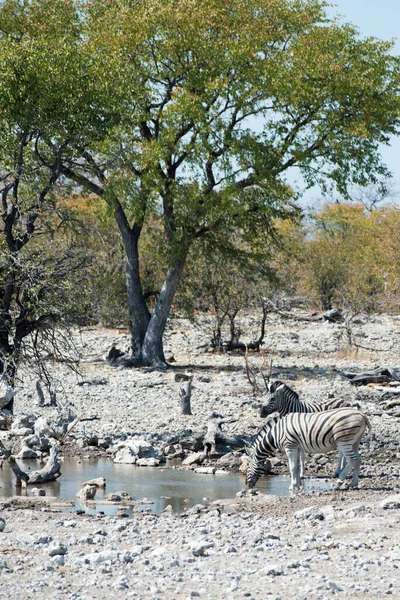 Grupo Cebras Bebiendo Agua Safari Parque Nacional Etosha Namibia — Foto de Stock