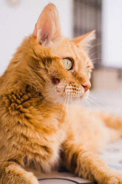 Gato Gengibre Deitado Chão — Fotografia de Stock