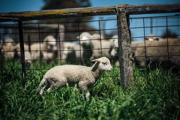 站在草地上的一群羊的特写 — 图库照片