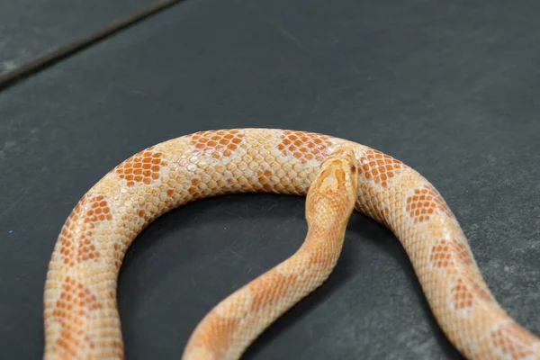 黒い表面を這うトウモロコシのヘビ — ストック写真