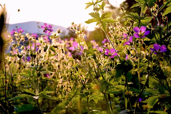 Eine Nahaufnahme Von Holzkranich Schnabel Blumen — Stockfoto