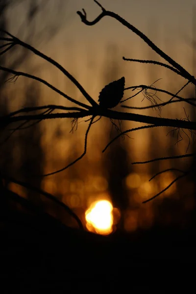 日没を背景に乾燥した植物のクローズアップシルエット — ストック写真