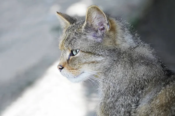 Tiro Close Belo Gato Selvagem Olhos Verdes — Fotografia de Stock