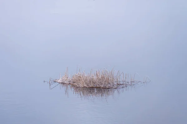 美丽寒冷的早晨 浓雾环绕着冬季的风景 前景中的芦苇冻得很 带有复制空间的朦胧明亮背景 — 图库照片