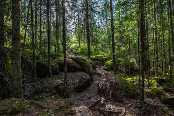 スウェーデンでの日中の森の美しいショット — ストック写真