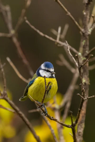 Крупный План Жёлтой Синей Птицы Ветке Дерева Лесу — стоковое фото