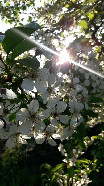 Eine Vertikale Aufnahme Des Sonnenlichts Das Kirschblüten Auf Einem Baum — Stockfoto