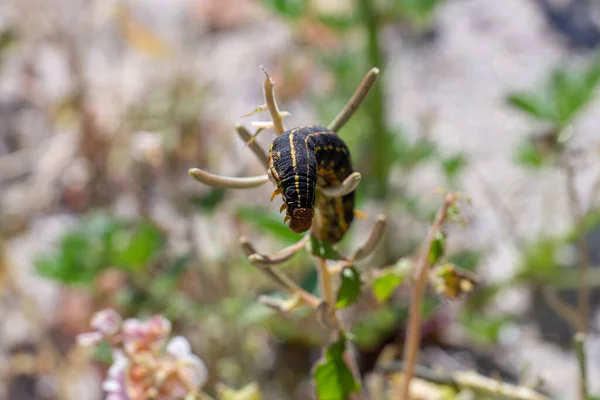 植物の黒い毛虫の閉鎖 選択されたフォーカス — ストック写真