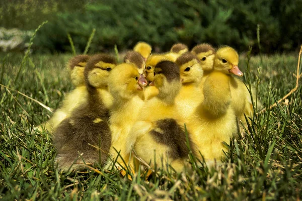 Close Monte Patinhos Amarelos Grama Falando Sobre Próximo Jogo — Fotografia de Stock