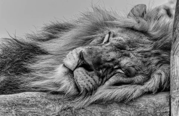 Plan Niveaux Gris Lion Dormant Sur Une Surface Bois — Photo