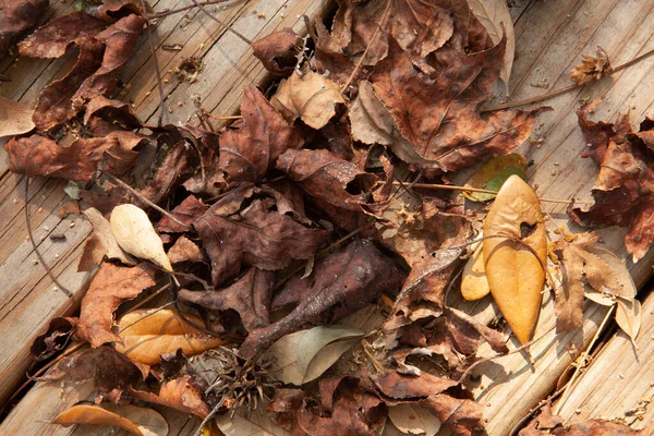 형형색색의 잎사귀들 — 스톡 사진