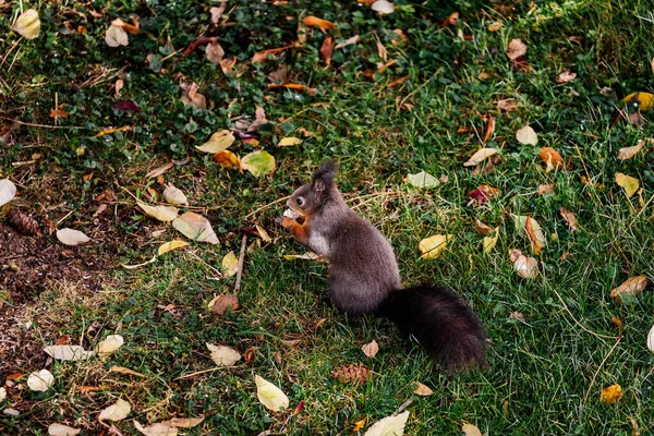Nahaufnahme Eines Schwarzen Eichhörnchens Auf Grünem Gras — Stockfoto