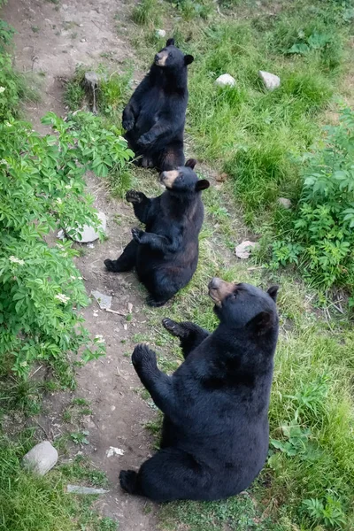 Vertikální Záběr Černých Medvědů Lese Během Dne — Stock fotografie