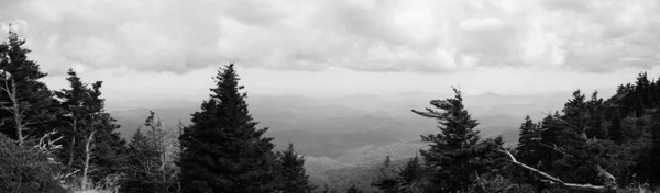 Graustufenpanorama Eines Waldes Auf Einem Hügel — Stockfoto