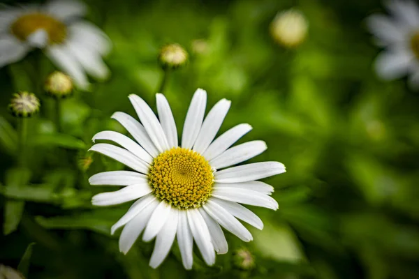 Eine Selektive Fokusaufnahme Einer Schönen Gänseblümchenblümchen Blume Garten Sonnenlicht — Stockfoto