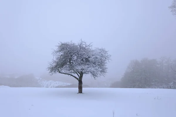 Jediný Strom Obklopený Zamlženou Zimní Krajinou — Stock fotografie