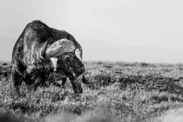 Gråskjell Afrikansk Bøffel Gresset Med Lys Himmel – stockfoto