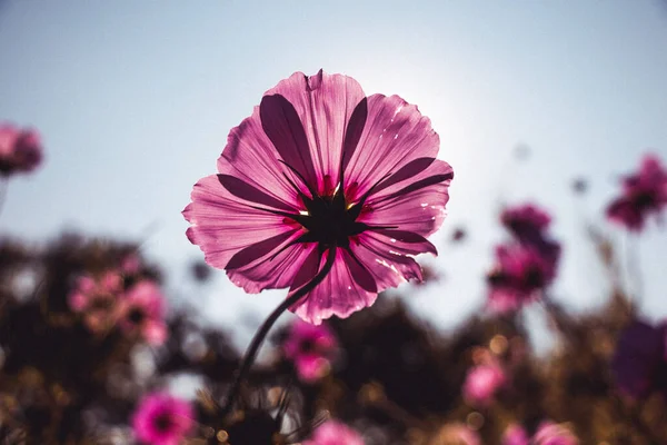 Detailní Záběr Krásné Růžové Zahradní Kosmos Květiny — Stock fotografie