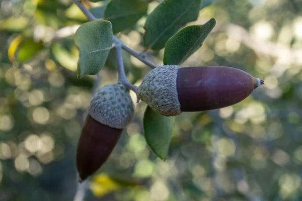 Bellota Madura Rama Árbol Con Fondo Fuera Foco — Foto de Stock