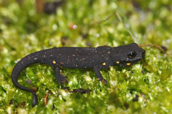 Fechar Juvenil Terrestre Tritão Verruga Chinês Ameaçado Extinção Paramesotriton Chinensis — Fotografia de Stock