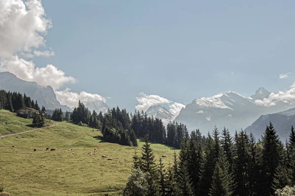 夏にはモミの木と見事なスイスのアルプスの美しい景色 — ストック写真