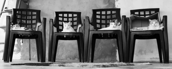 Graustufenaufnahme Von Vier Katzen Auf Schwarzen Plastikstühlen Garten Einem Sonnigen — Stockfoto