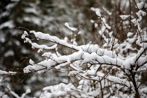在树枝上拍了一张雪景特写 — 图库照片