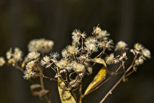 Eine Nahaufnahme Einer Pflanze Voller Weißer Flauschiger Blumen Einem Garten — Stockfoto