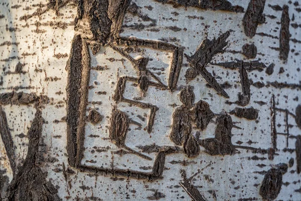 Tiro Close Uma Letra Esculpida Uma Árvore Com Casca Branca — Fotografia de Stock