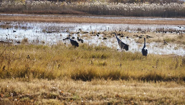 Sandhill Kraniche Und Verschiedene Enten Füttern Sich Einem Feuchtgebiet — Stockfoto