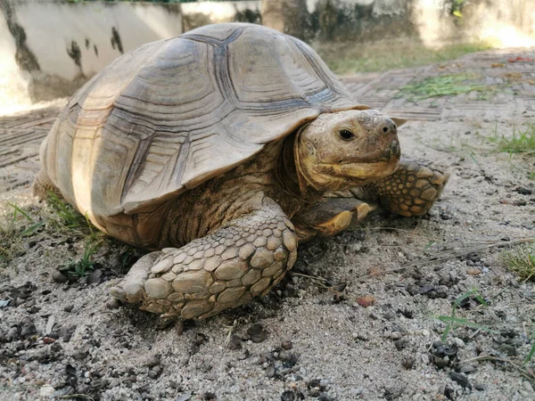 Nahaufnahme Einer Großen Schildkröte Freien — Stockfoto